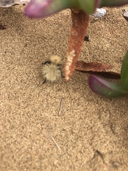 Dasymutilla sackenii