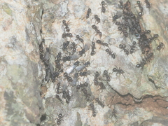 Dolichoderus thoracicus