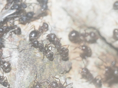 Dolichoderus thoracicus