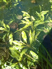 Potamogeton alpinus