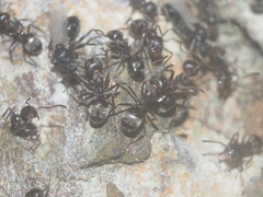 Dolichoderus thoracicus