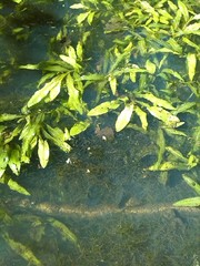 Potamogeton alpinus
