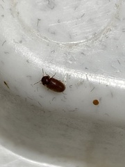 Stegobium