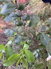 Azara integrifolia