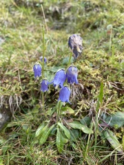 Campanula barbata