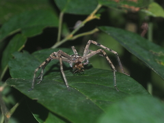 Heteropoda venatoria