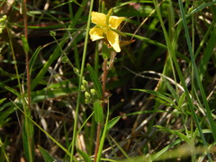 Ludwigia hirtella