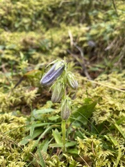 Campanula barbata