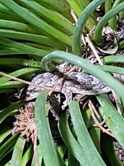 Amalosia jacovae