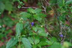 Notocrypta paralysos