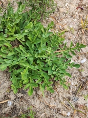 Lichtensteinia obscura