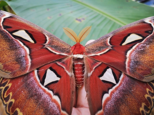Atlas moth