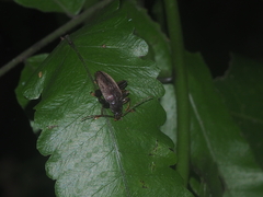 Alleculina