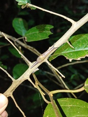 Ariophantidae