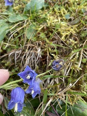 Campanula barbata