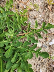 Lichtensteinia obscura