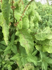 Rumex obtusifolius