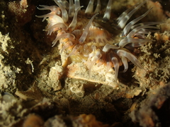 Cylista troglodytes