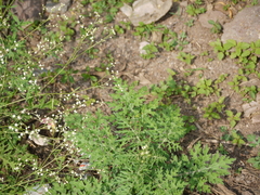 Parthenium hysterophorus