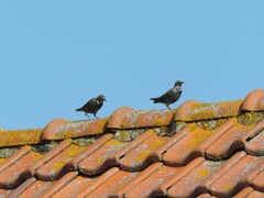 Sturnus vulgaris