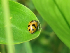 Hippodamia septemmaculata