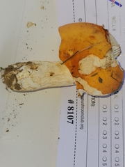 Russula katarinae