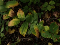 Streptopus lanceolatus