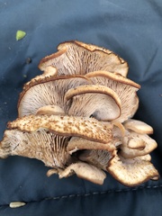 Lentinellus