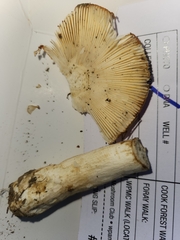 Russula katarinae