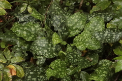 Pulmonaria officinalis