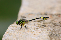 Sinictinogomphus clavatus
