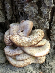 Lentinellus