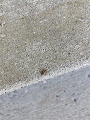 Hippodamia parenthesis