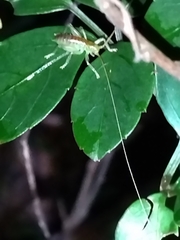 Tettigoniidea
