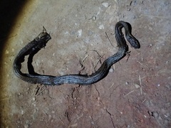 Coelognathus flavolineatus