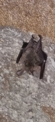 Myotis bechsteinii