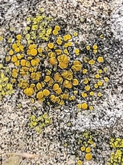 Candelariella aurella