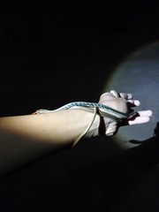 Dendrelaphis pictus