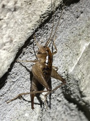 Ceuthophilus maculatus