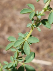 Adenocarpus complicatus