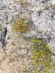 Candelariella aurella