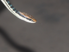 Dendrelaphis pictus