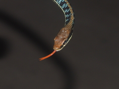 Dendrelaphis pictus