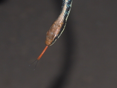 Dendrelaphis pictus