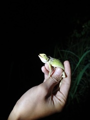 Calotes versicolor