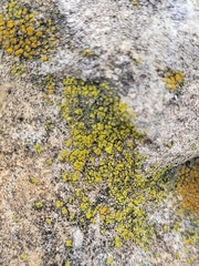 Candelariella aurella