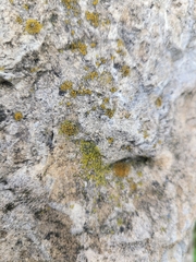 Candelariella aurella