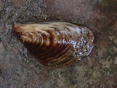Dreissena bugensis