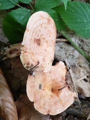 Lactarius chrysorrheus