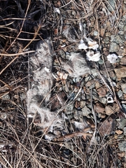 Canis lupus italicus